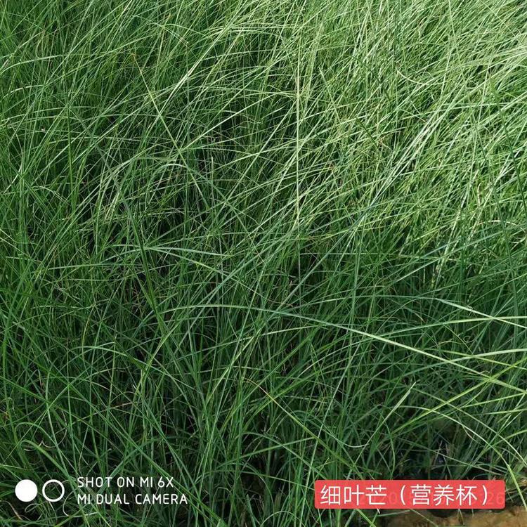 销量好的细叶芒（营养杯） 细叶芒种植基地 轩琪