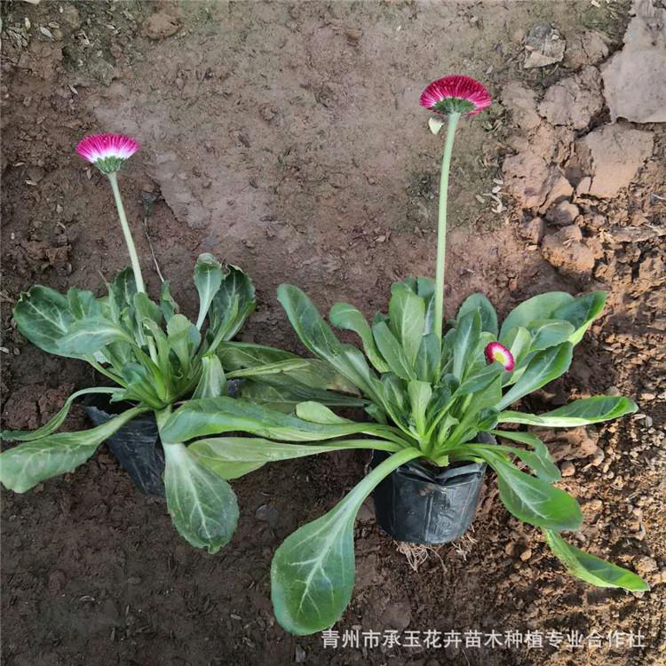 雏菊报价 花卉基地直销 青州雏菊小苗