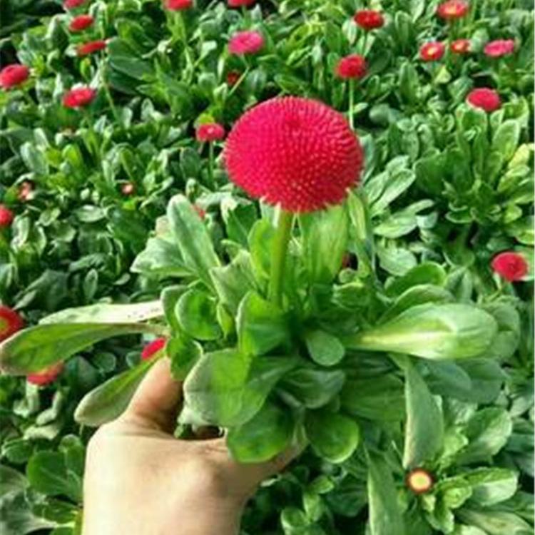 雏菊基地 花卉基地直销 青州雏菊营养杯苗