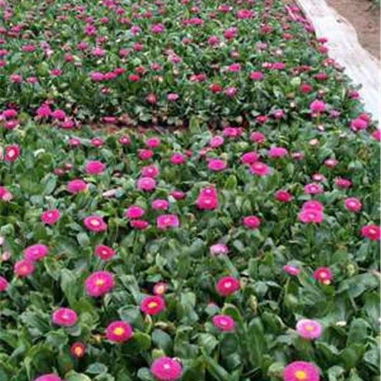 现货出售 雏菊小苗 青州雏菊基地