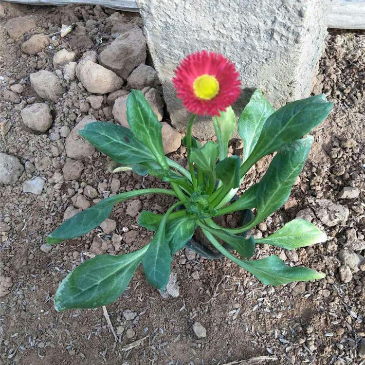 雏菊营养杯苗 承玉花卉 青州雏菊基地