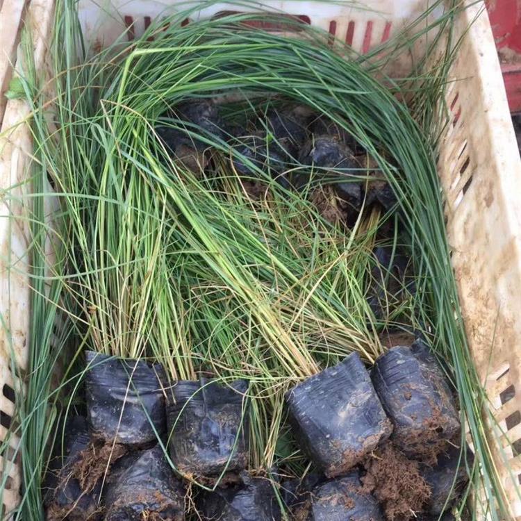 毛芒乱子草 承玉花卉 青州粉黛乱子草小苗