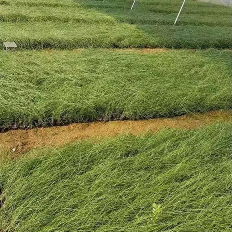 承玉花卉 粉黛乱子草 青州粉黛乱子草花海用苗