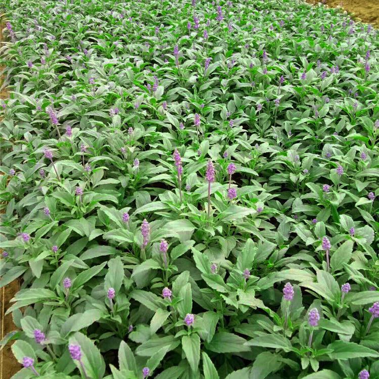 地被鼠尾草种植基地 宿根草花 青州地被鼠尾草
