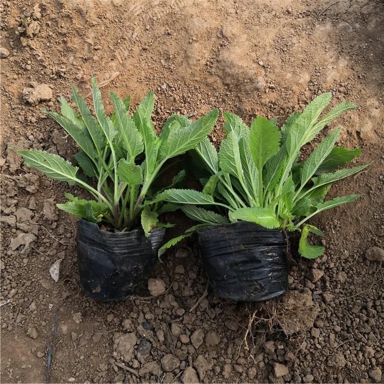 地被鼠尾草小苗 地被鼠尾草小苗直销