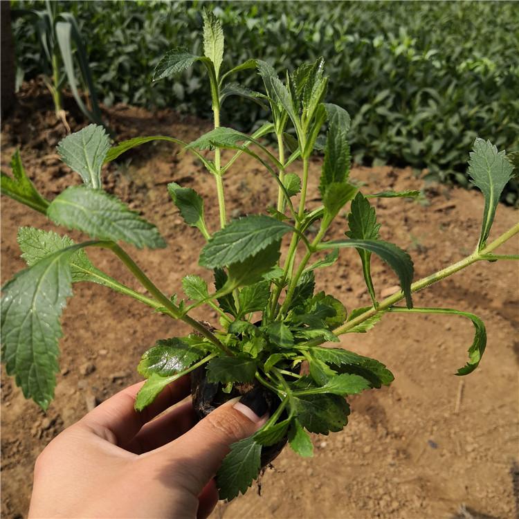 马鞭草 青州马鞭草花海 现货批发