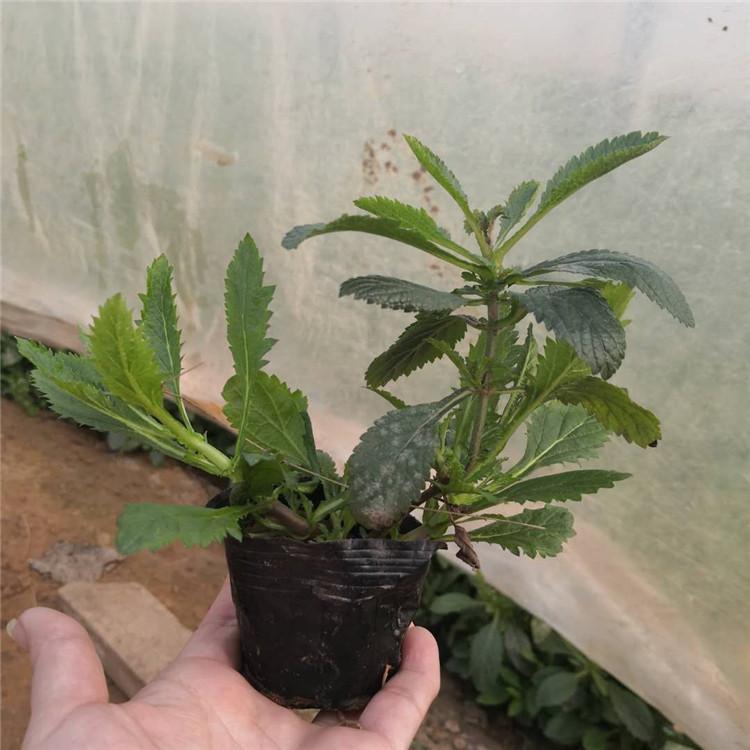 现货批发马鞭草小苗 重庆马鞭草基地 马鞭草小苗