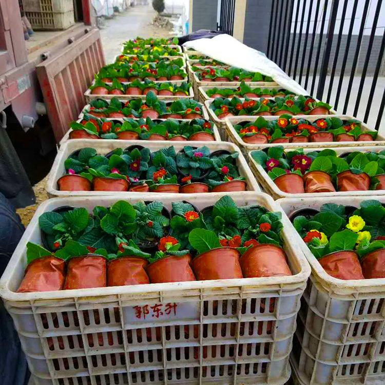 报春花批发 采购基地 报春花批发 山东宿根草花