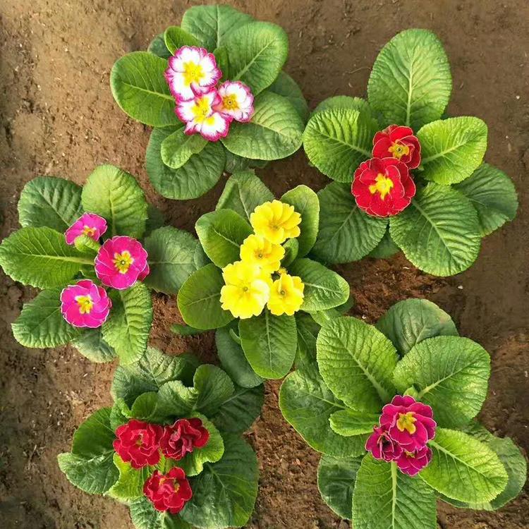 报春花 报春花价格 价格实惠