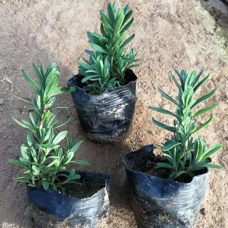 薰衣草基地批发 观赏草花薰衣草价格