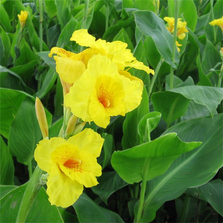 美人蕉批发 红花 黄花  绿化 花海 基地直供 启诺花卉