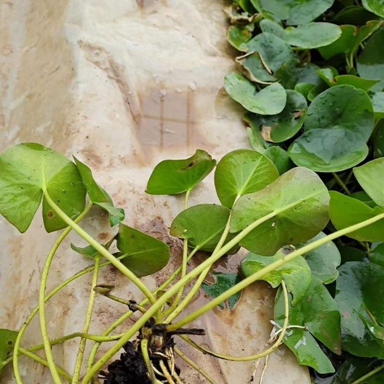 水生植物睡莲现货供应