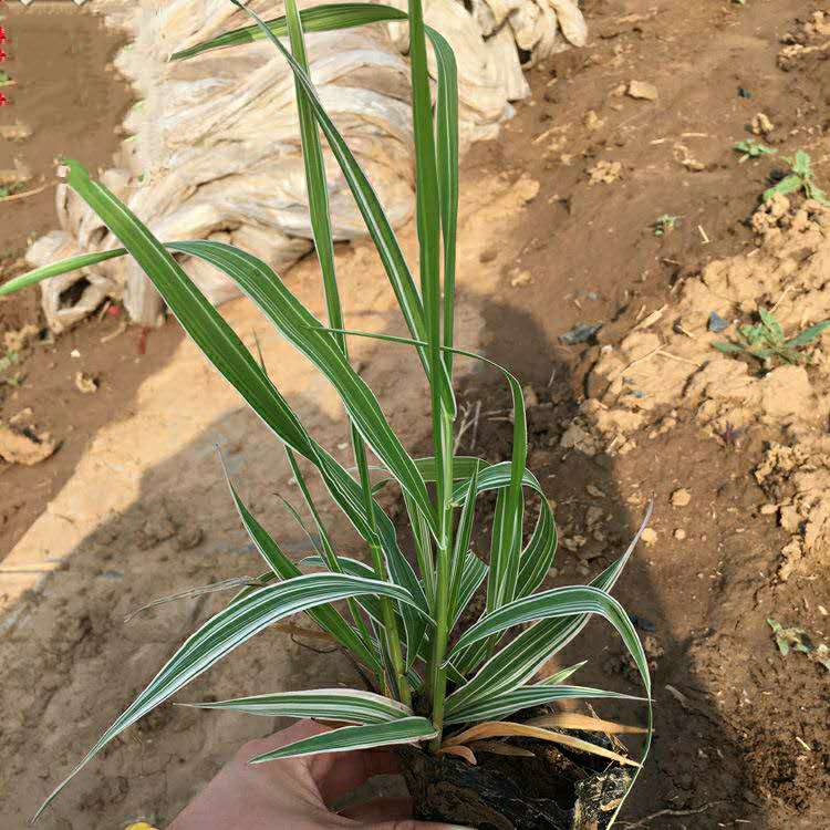 玉带草批发 丝带草小苗 水生植物 湿地绿化工程 宿根花卉