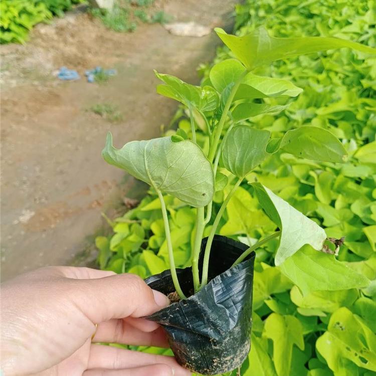 大量供应 黄金薯价格 山东黄金薯