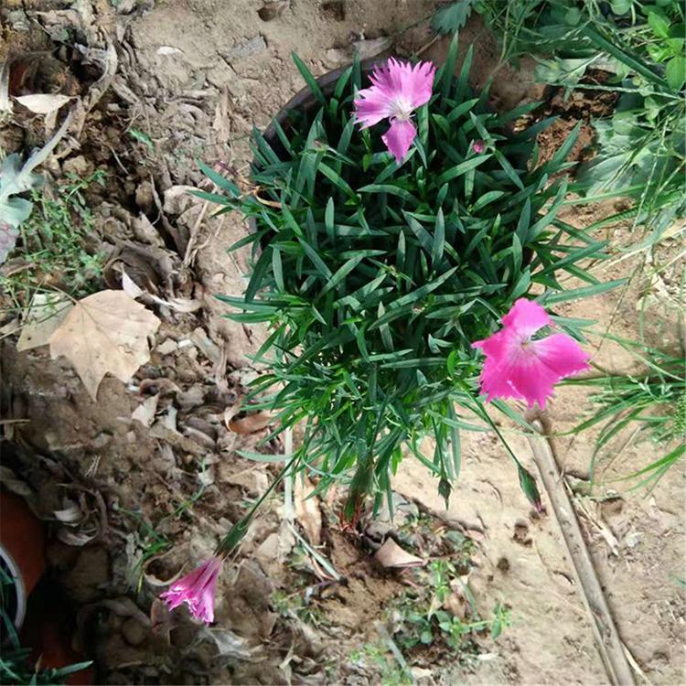 基地直销 欧石竹杯苗 山东销售欧石竹