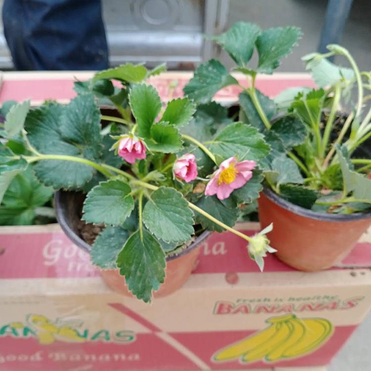 草莓苗基地 价格优惠盆栽草莓苗 山东盆栽草莓苗