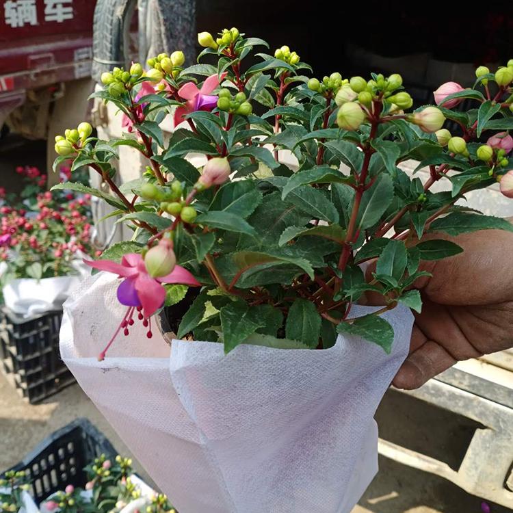 倒挂金钟基地 山东草花基地 苗圃供应现货 观赏花卉倒挂金钟