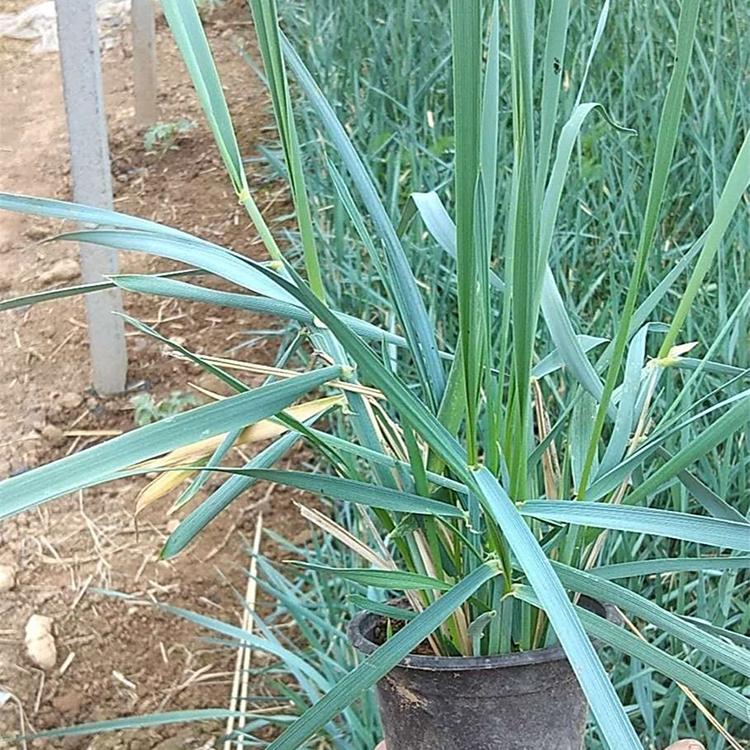蓝冰麦杯苗 价格实惠 青州批发草花 蓝冰麦种植基地