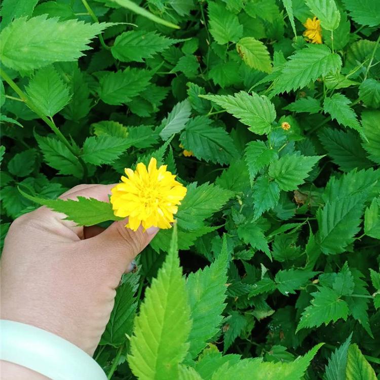 棣棠花小苗供货商 价格从优 山东棣棠花小苗