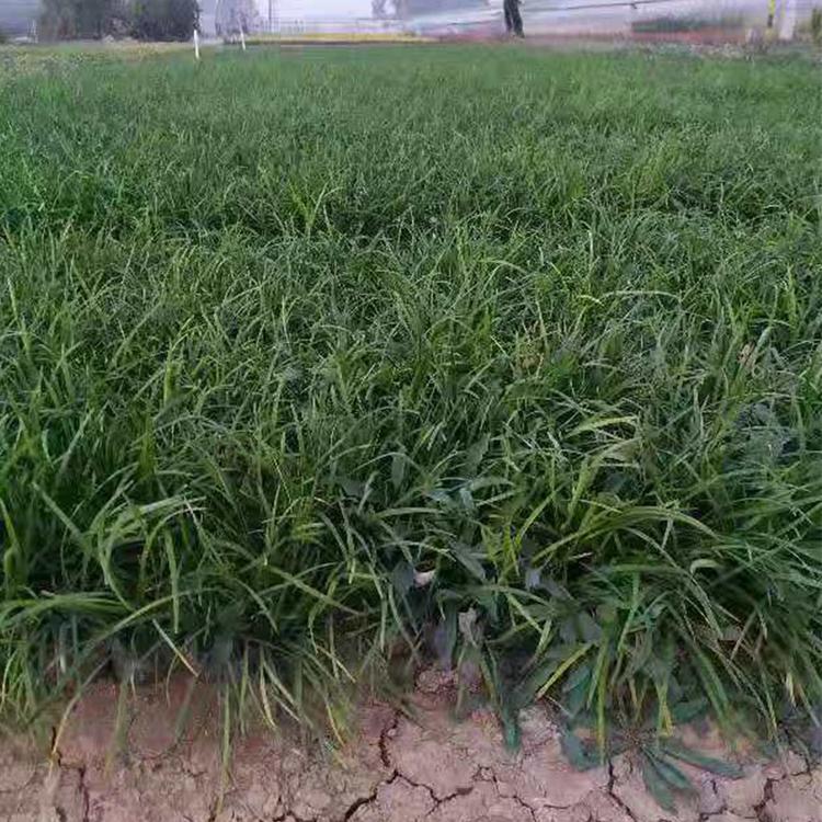 兰花三七价格  绿化工程用苗 水生地被植物批发基地