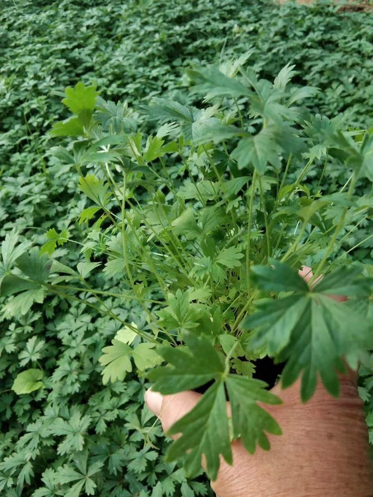 五叶委陵菜大量上市