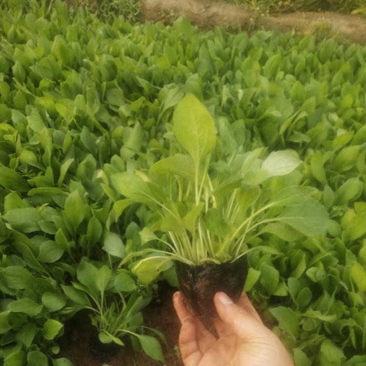 黑心菊大量上市