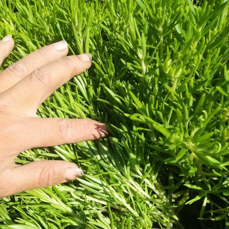 绿叶佛甲草现货供应