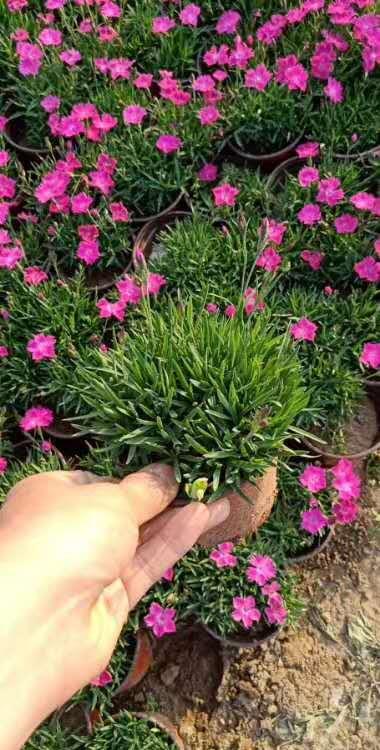 欧石竹开花的草坪现货供应中