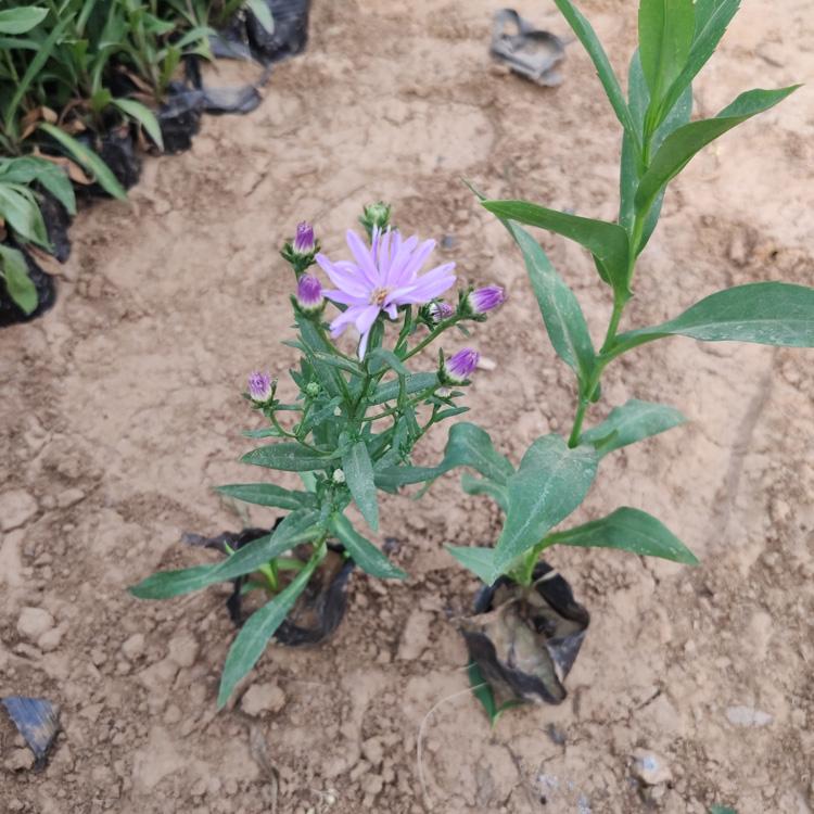 紫苑小苗