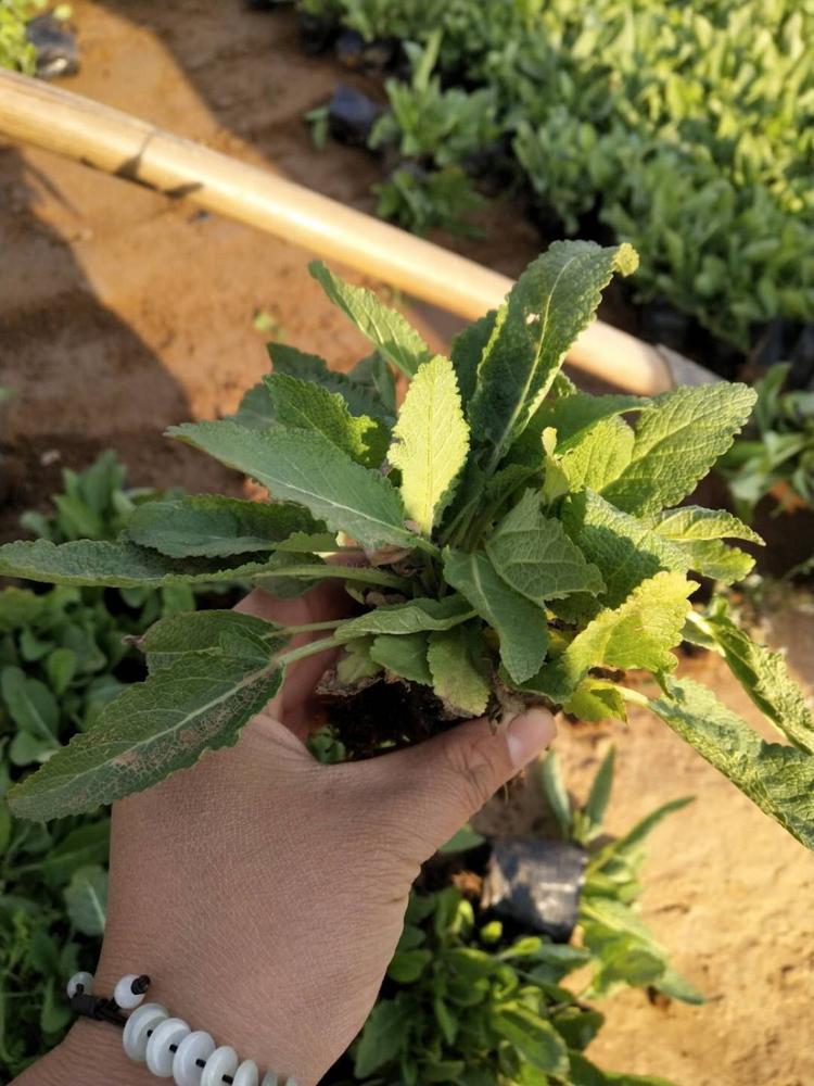 地被鼠尾草现货供应