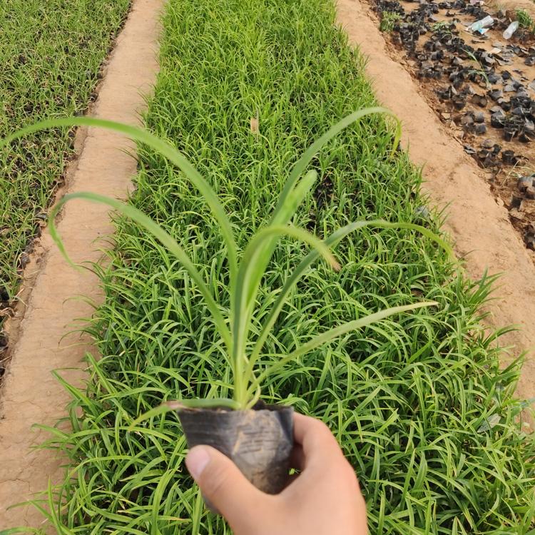 鸿运萱草小苗_红运萱草小苗