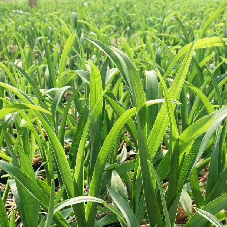 山东金娃娃萱草 金娃娃萱草价格 江瑞园艺宿根花卉种植基地