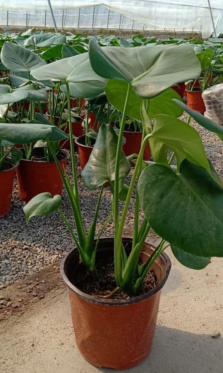 龟背竹基地   大量批发龟背竹  龟背竹价格   茗健龟背竹