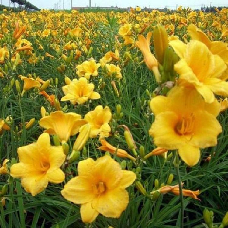 大花萱草批发 花海景观设计租摆 鲜切花 盆花 园林绿化