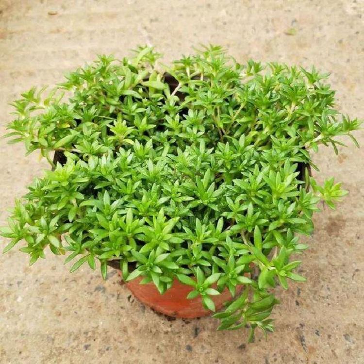 垂盆草批发 佛甲草价格 山东青州宿根花卉基地 时令花草