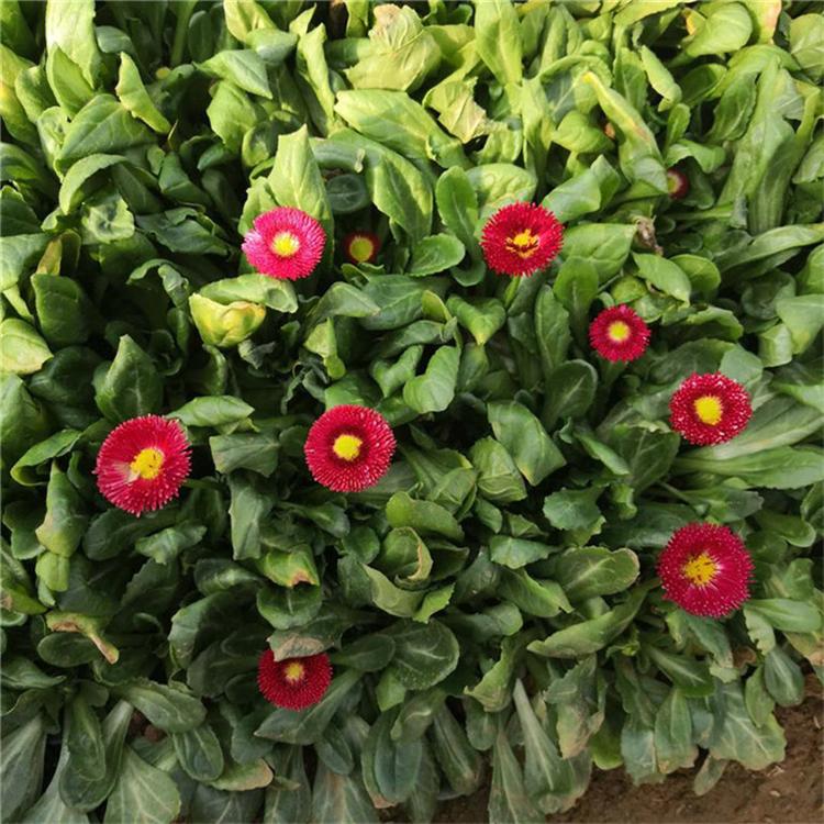 雏菊基地批发 雏菊时令草花