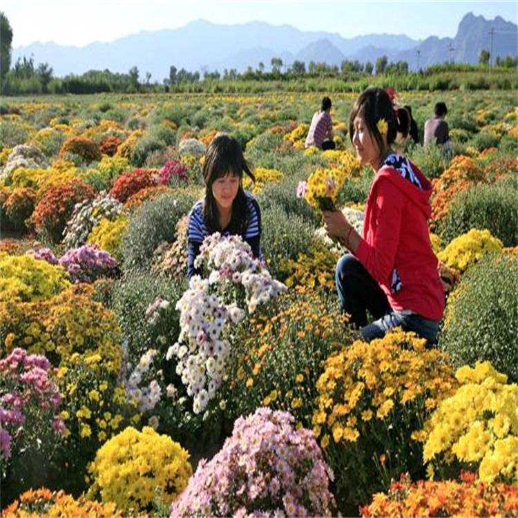 地被菊种植基地