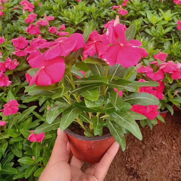 长春花价格 大量供应 山东长春花