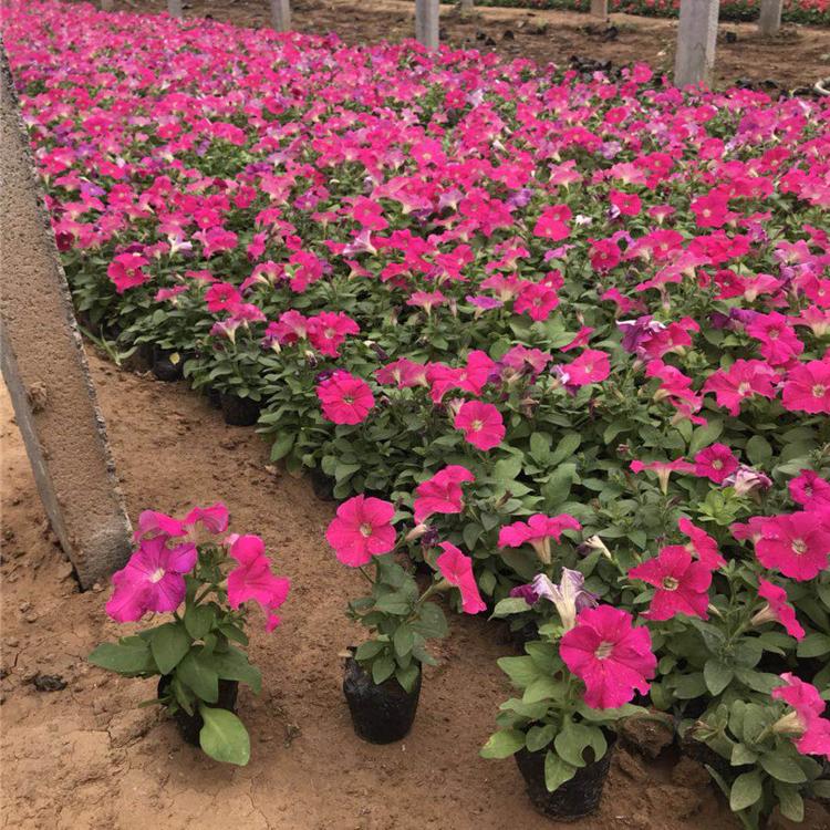 矮牵牛 欢迎选购 矮牵牛苗批发