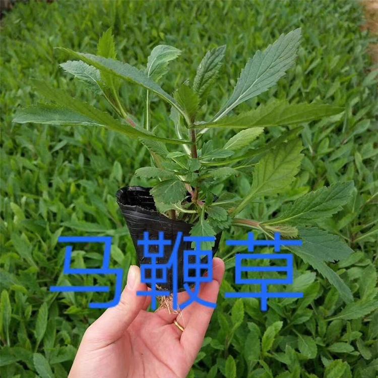 马鞭草供应商 基地供应 青州马鞭草