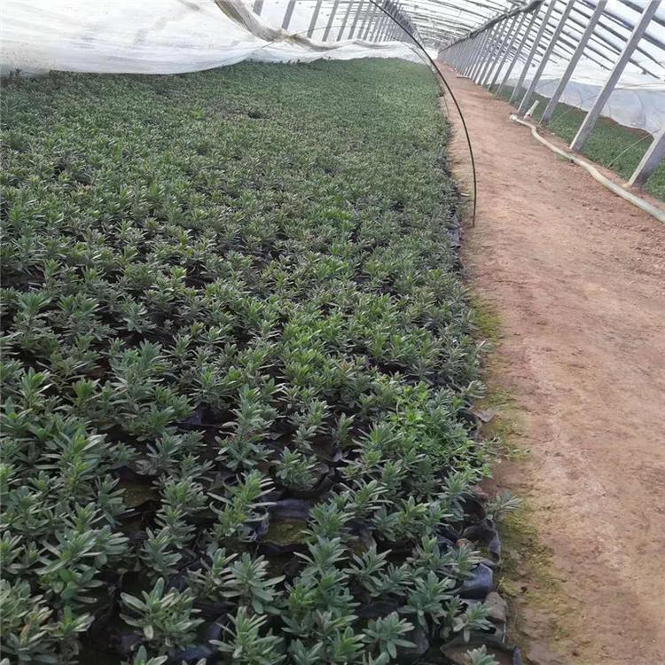 薰衣草工程苗 薰衣草景观工程苗