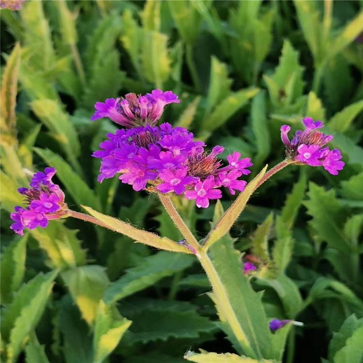 柳叶马鞭草 多年生草本植物 宿根花卉基地紫色花海专用花