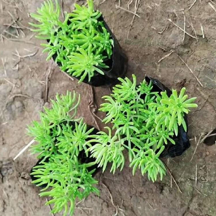 精品金叶佛甲草批发 花坛 花带 绿化工程苗 启诺花卉