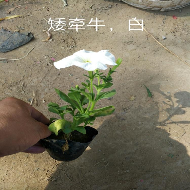 矮牵牛价格 山东矮牵牛