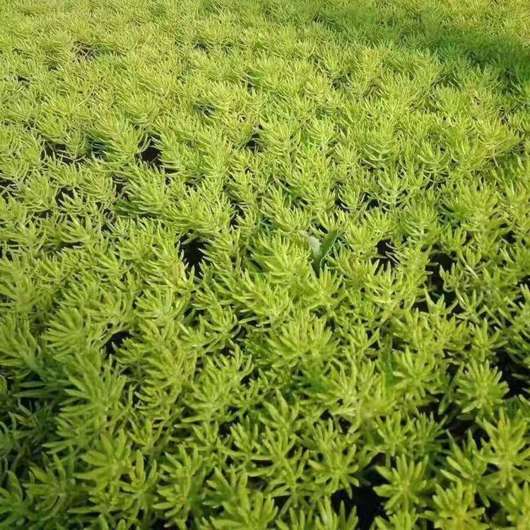 金叶佛甲草价格 园林绿化工程 宿根花卉种植基地 启诺花卉