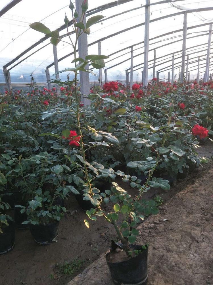 大量批发大花月季种植基地月季供货商
