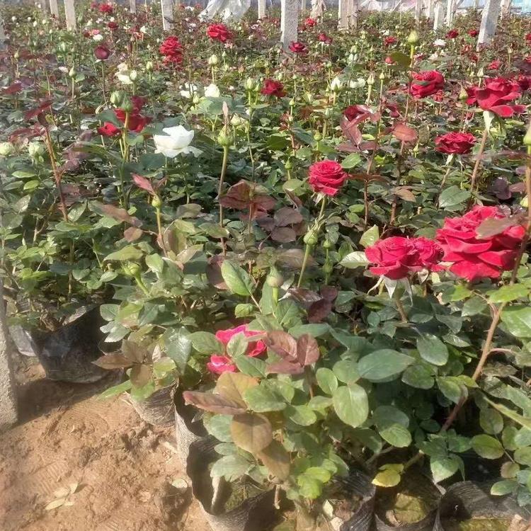 大量批发大花月季供应商月季价格