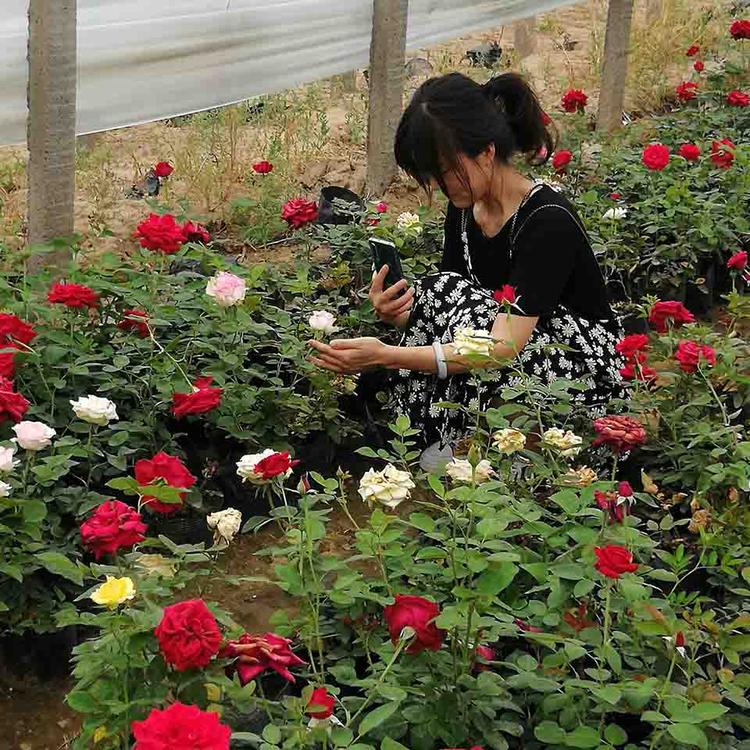 常年大量供应品种月季 月季供应商 欢迎您的致电
