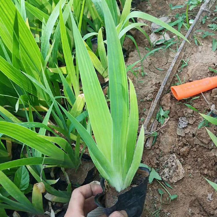 销售德国燕尾 鸢尾批发商 电话订购