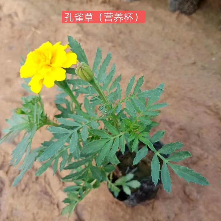 多花色孔雀草小苗批发 青州孔雀草小苗种植基地 轩琪